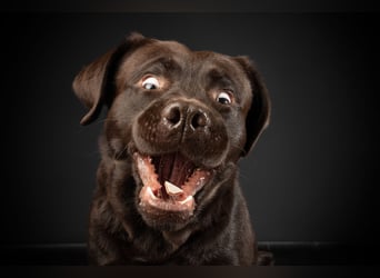 Labrador Deckrüde mit LCD-Zulassung, reinerbig chocolate, NRW