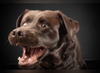 Labrador Deckrüde mit LCD-Zulassung, reinerbig chocolate, NRW