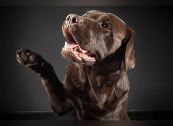 Labrador Deckrüde mit LCD-Zulassung, reinerbig chocolate, NRW