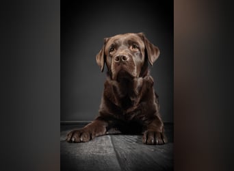 Labrador Deckrüde mit LCD-Zulassung, reinerbig chocolate, NRW