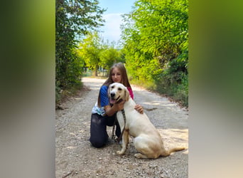 Lyra - freundliche Labradorhündin, bereit für ihre 2. Chance