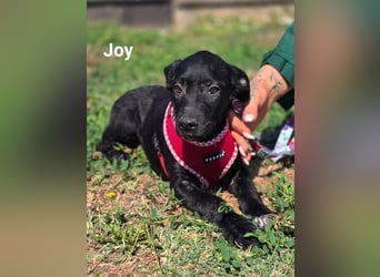 Joy, junges Hundemädchen sucht ein liebevolles Zuhause Joy, junges Hundemädchen sucht ein liebevolles Zuhause