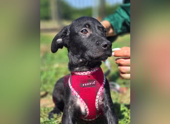 Joy, junges Hundemädchen sucht ein liebevolles Zuhause Joy, junges Hundemädchen sucht ein liebevolles Zuhause