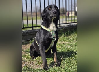 Hugo, superfreundlicher Labbimix