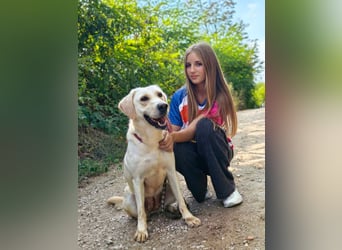 Lyra - freundliche Labradorhündin, bereit für ihre 2. Chance