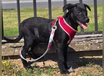 Joy, junges Hundemädchen sucht ein liebevolles Zuhause Joy, junges Hundemädchen sucht ein liebevolles Zuhause