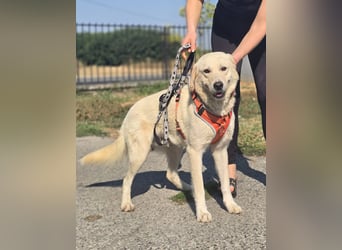 Bentley, junger Traumlabrador
