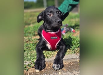 Joy, junges Hundemädchen sucht ein liebevolles Zuhause Joy, junges Hundemädchen sucht ein liebevolles Zuhause