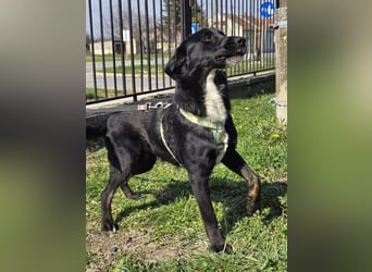 Hugo, superfreundlicher Labbimix