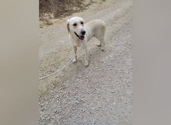 Lyra - freundliche Labradorhündin, bereit für ihre 2. Chance