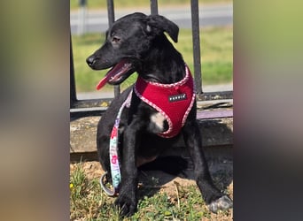 Joy, junges Hundemädchen sucht ein liebevolles Zuhause Joy, junges Hundemädchen sucht ein liebevolles Zuhause