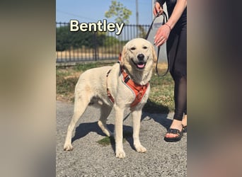 Bentley, junger Traumlabrador