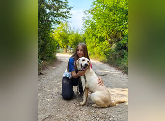 Lyra - freundliche Labradorhündin, bereit für ihre 2. Chance