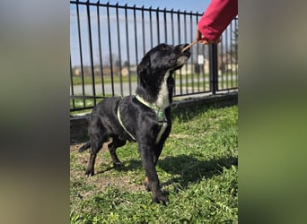 Hugo, superfreundlicher Labbimix