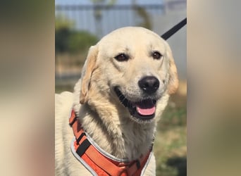 Bentley, junger Traumlabrador