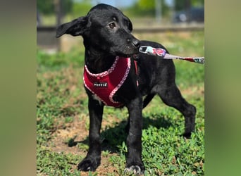 Joy, junges Hundemädchen sucht ein liebevolles Zuhause Joy, junges Hundemädchen sucht ein liebevolles Zuhause