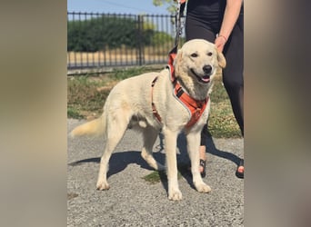 Bentley, junger Traumlabrador