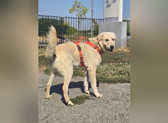 Bentley, junger Traumlabrador