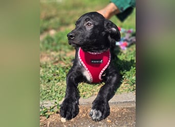 Joy, junges Hundemädchen sucht ein liebevolles Zuhause Joy, junges Hundemädchen sucht ein liebevolles Zuhause