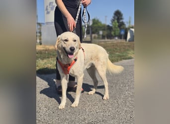 Bentley, junger Traumlabrador