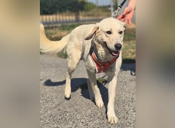 Bentley, junger Traumlabrador