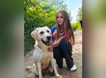Lyra - freundliche Labradorhündin, bereit für ihre 2. Chance