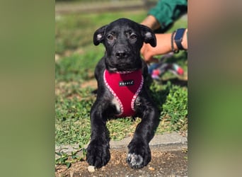 Joy, junges Hundemädchen sucht ein liebevolles Zuhause Joy, junges Hundemädchen sucht ein liebevolles Zuhause