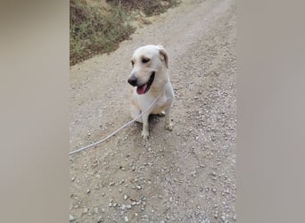 Lyra - freundliche Labradorhündin, bereit für ihre 2. Chance