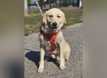 Bentley, junger Traumlabrador