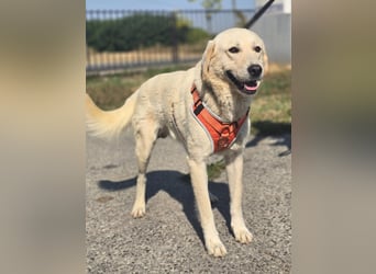 Bentley, junger Traumlabrador