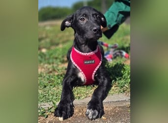 Joy, junges Hundemädchen sucht ein liebevolles Zuhause Joy, junges Hundemädchen sucht ein liebevolles Zuhause