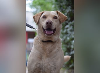 Frodo - freundlicher, liebenswerter Rüde mit zarter Seele