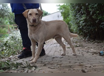Frodo - freundlicher, liebenswerter Rüde mit zarter Seele