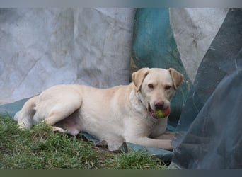 Frodo - freundlicher, liebenswerter Rüde mit zarter Seele