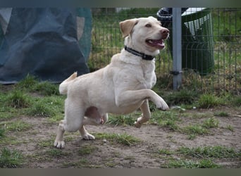 Frodo - freundlicher, liebenswerter Rüde mit zarter Seele