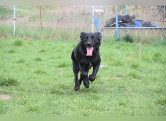 Sam - auf PS in 45768 Marl - fröhlicher, agiler Junghund der es liebt die Welt zu erkunden