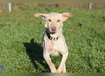 Frodo - freundlicher, liebenswerter Rüde mit zarter Seele