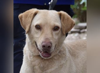 Frodo - freundlicher, liebenswerter Rüde mit zarter Seele