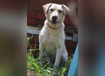 Frodo - freundlicher, liebenswerter Rüde mit zarter Seele