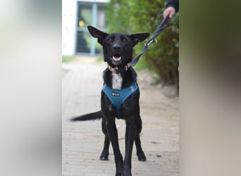Lindor - charmante, verspielte, verschmuste Labbi Mix Hündin