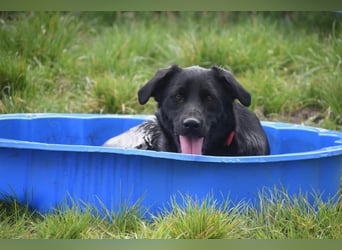 Sam - auf PS in 45768 Marl - fröhlicher, agiler Junghund der es liebt die Welt zu erkunden