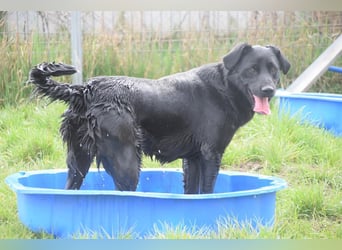 Sam - auf PS in 45768 Marl - fröhlicher, agiler Junghund der es liebt die Welt zu erkunden