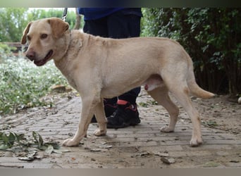 Frodo - freundlicher, liebenswerter Rüde mit zarter Seele