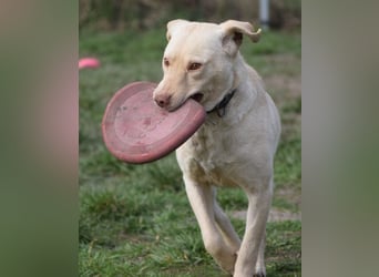 Frodo - freundlicher, liebenswerter Rüde mit zarter Seele