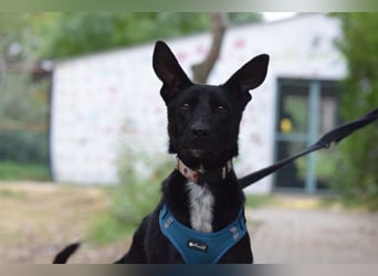 Lindor - charmante, verspielte, verschmuste Labbi Mix Hündin