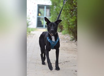 Lindor - charmante, verspielte, verschmuste Labbi Mix Hündin