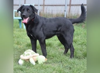 Sam - auf PS in 45768 Marl - fröhlicher, agiler Junghund der es liebt die Welt zu erkunden