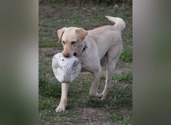 Frodo - freundlicher, liebenswerter Rüde mit zarter Seele
