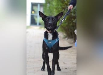 Lindor - charmante, verspielte, verschmuste Labbi Mix Hündin