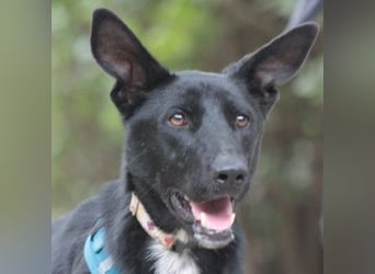 Lindor - charmante, verspielte, verschmuste Labbi Mix Hündin